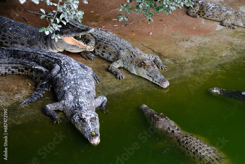 Saltwater crocodile floating in green swamp water showing its head