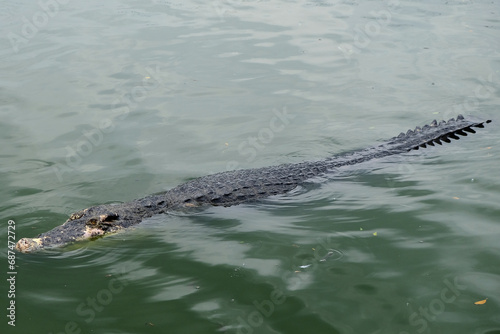 Saltwater crocodile floating in green swamp water showing its head