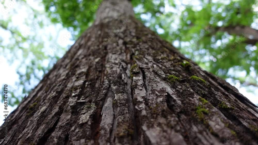 Texture of the bark of a large old tree in a tropical forest in slow motion Texture of the bark of a large old tree in a tropical forest in slow motion