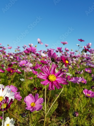 pink flowers in the field © Daseol