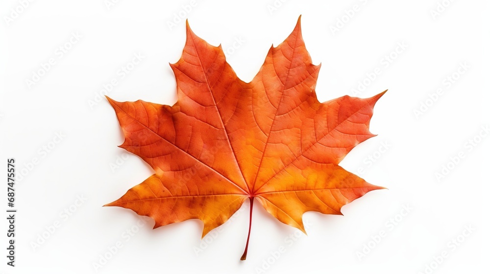 Maple Leaf Isolated on the White Background
Maple Leaf Isolated on the White Background