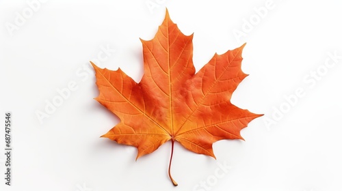 Maple Leaf Isolated on the White Background 