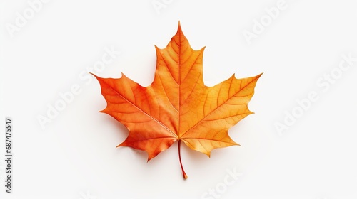 Maple Leaf Isolated on the White Background 