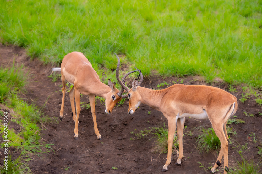 Pretty specimen of wild Impala antelope in the bush of South Africa Pretty specimen of wild Impala antelope in the bush of South Africa