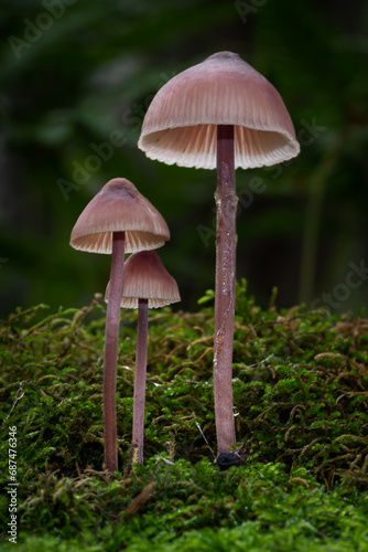 Wild psychedelic mushrooms growing in the forest - Liberty Caps