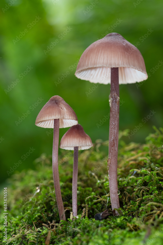 Wild psychedelic mushrooms growing in the forest - Liberty Caps Wild psychedelic mushrooms growing in the forest - Liberty Caps