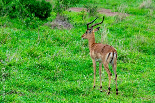 Fototapeta Naklejka Na Ścianę i Meble -  Pretty specimen of wild Impala antelope in the bush of South Africa