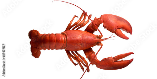 Seafood lobster placed on a white background photo