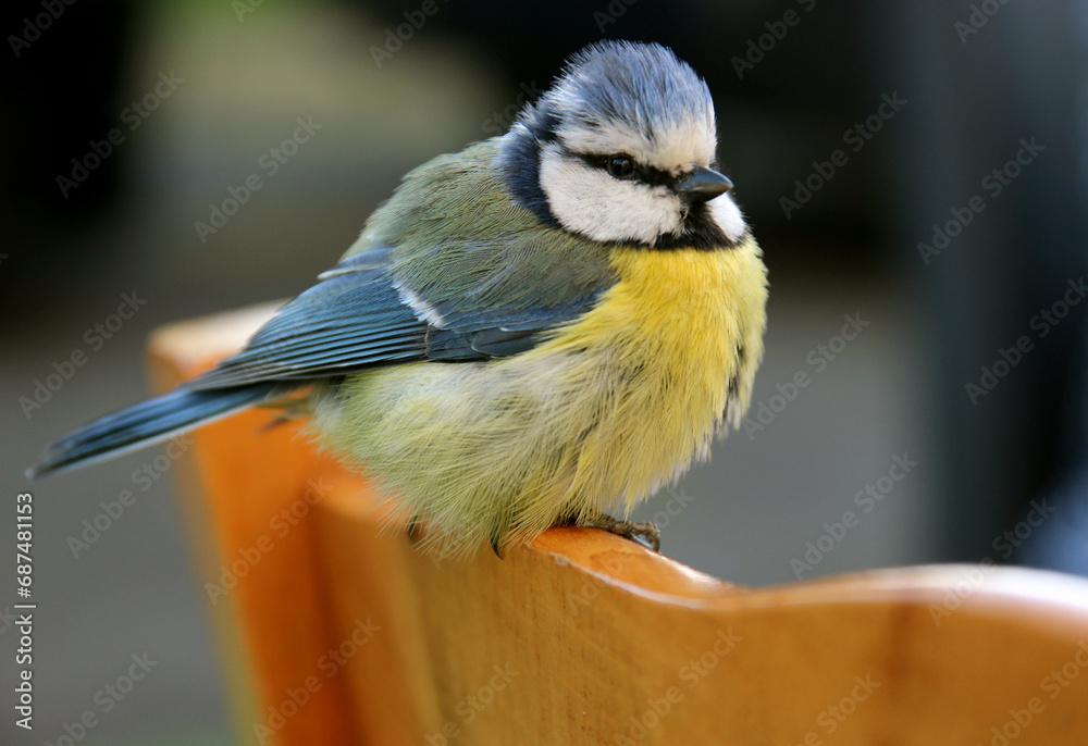 Obraz premium oiseau,mésange,gros plan,pose,vivant,bleu,jaune,oiseau bleu,oiseau jaune,