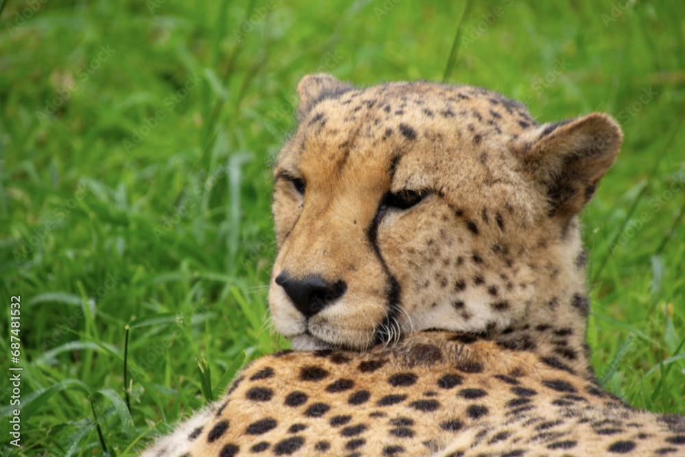 Pretty specimen of a big wild cheetah in South Africa Pretty specimen of a big wild cheetah in South Africa