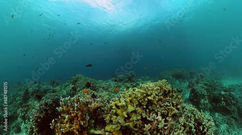 Underwater world scenery of colorful fish and coral reef. © MARYGRACE