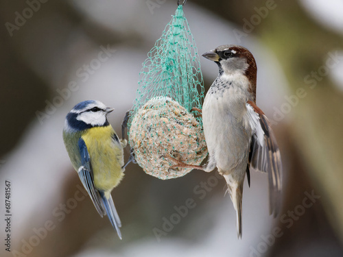 Blue tit and sparrow sitting on seeds