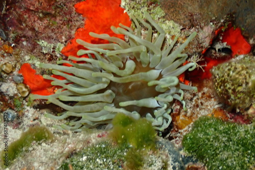 Anemone found in Cozumel Mexico