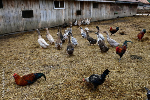 A close up on a group of hens, chickens, ducks, drakes, and sheep grazing, looking for food and relaxing next to a wooden pen covered with hay located next to some dirt path and wooden huts in Poland