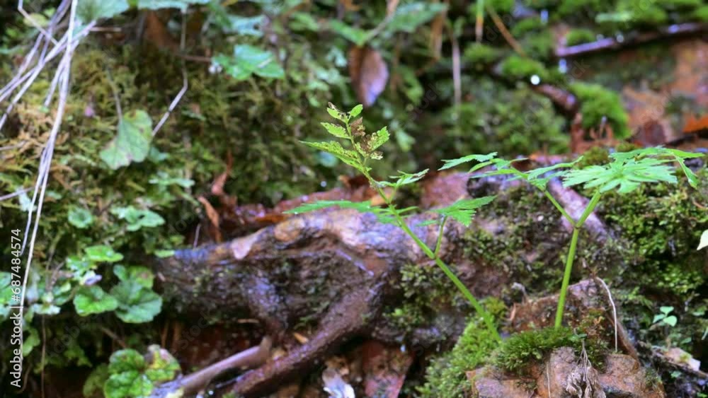 岩に生えた緑の植物と苔