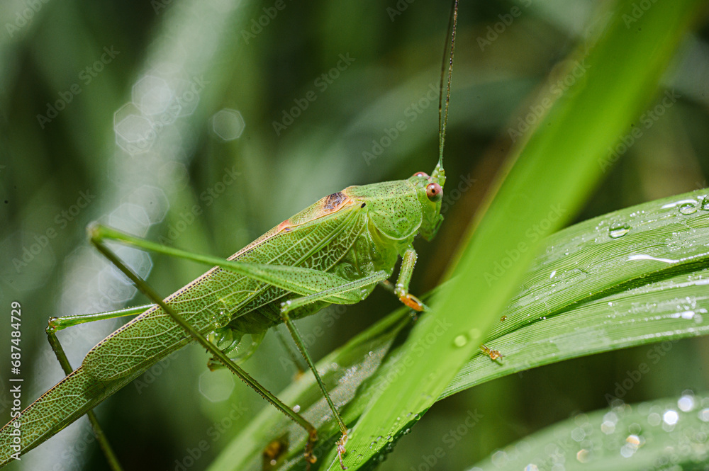 grasshopper on a leaf grasshopper on a leaf