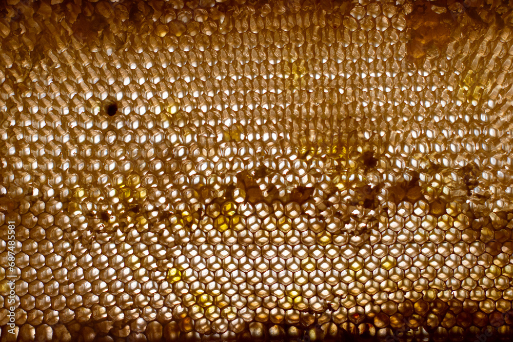 Empty honeycomb after honey extraction