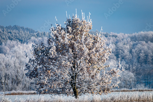 Fototapeta Naklejka Na Ścianę i Meble -  Zimowy Krajobraz Drzewa W Szronie