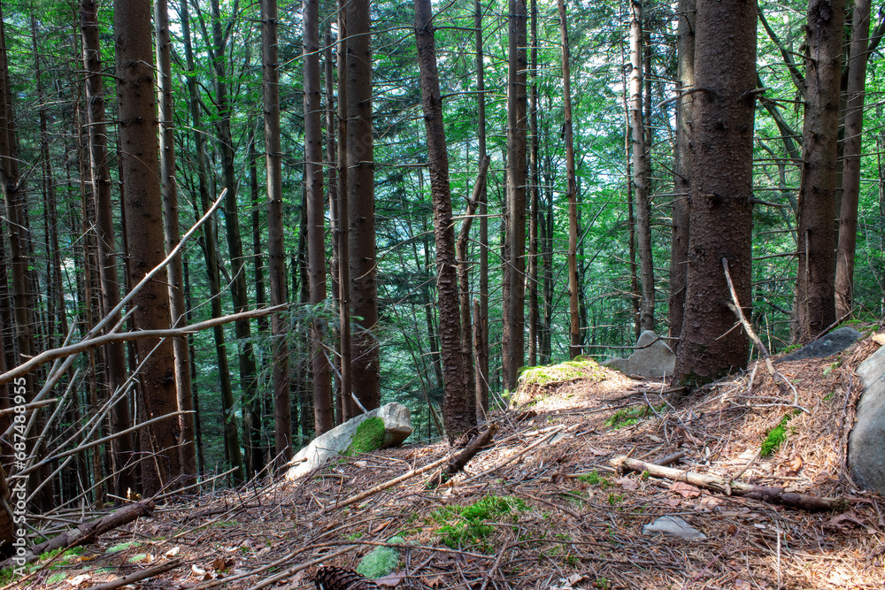 Panoramic sunny forest in the mountains in autumn. Path through dense forest Panoramic sunny forest in the mountains in autumn. Path through dense forest