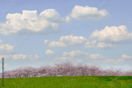 爽やかな青空と緑の芝生、そしてピンクの満開の桜、絵に描いたような景色