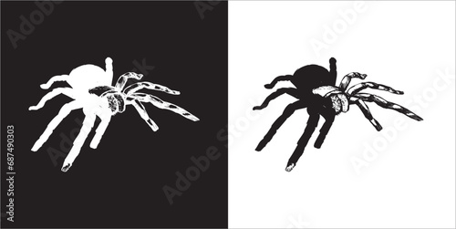 Illustration vector graphics of spider icon