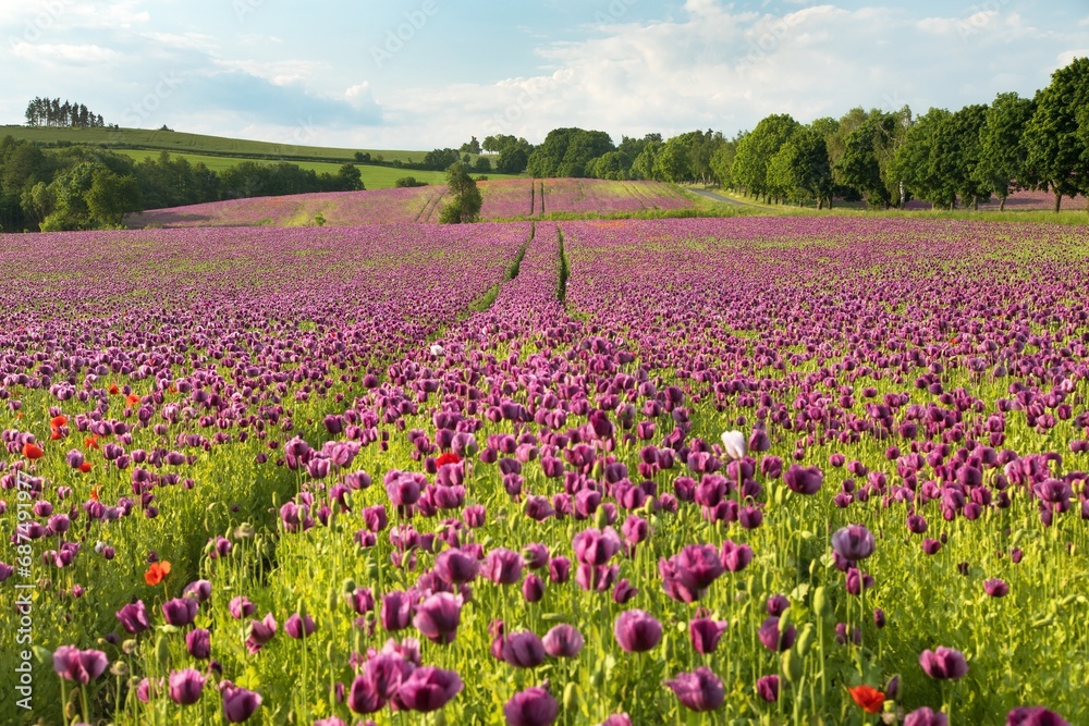 Flowering opium poppy field, in Latin papaver somniferum Flowering opium poppy field, in Latin papaver somniferum