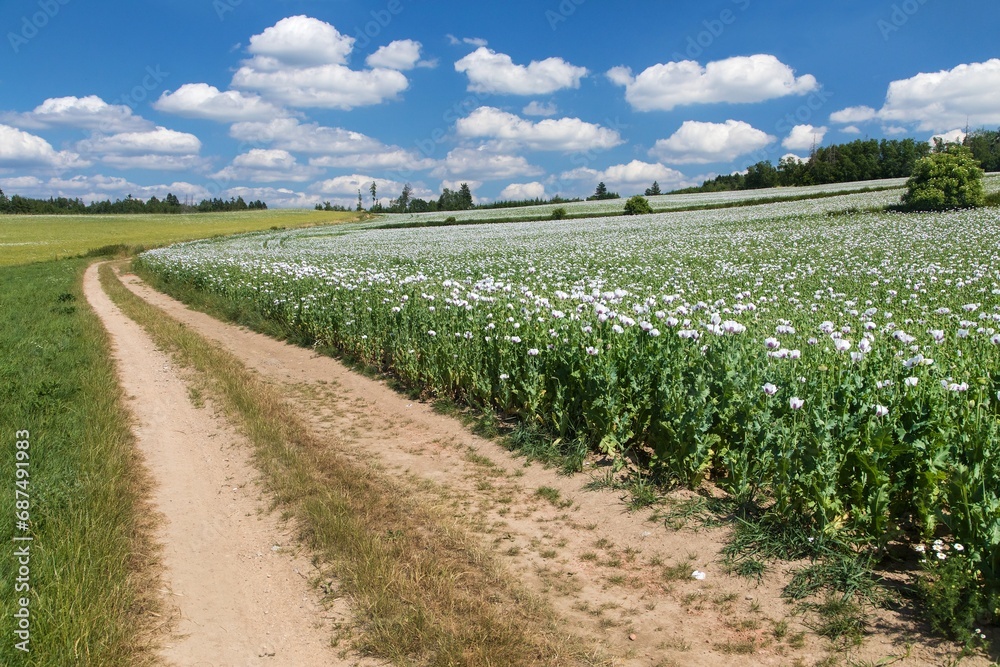 Fototapeta premium flowering opium poppy field in Latin papaver somniferum