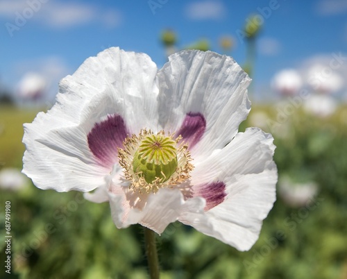 white opium poppy flower, in latin papaver somniferum photo