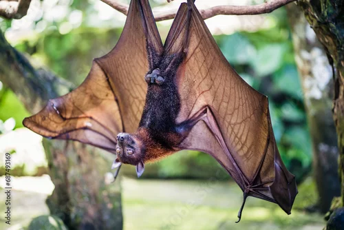 Obraz Rudawka wielka największy nietoperz świata(Pteropus medius)