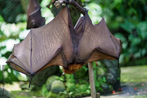 Fototapeta Rudawka wielka największy nietoperz świata(Pteropus medius)