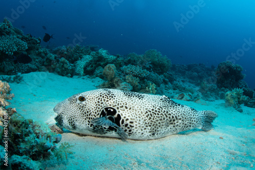 The stellate pufferfish / starry puffer / starry toadfish (Arothron stellatus) on the sandy bottom of the coral reef