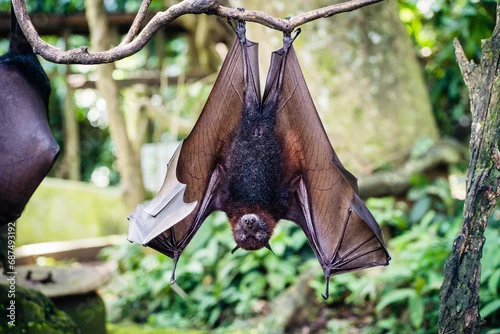 Fototapeta Rudawka wielka największy nietoperz świata(Pteropus medius)