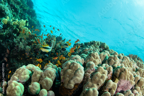 Closeup of a beautiful coral reef surrounded by a shoal of sea goldies and Red Sea bannerfishes  Red sea  Marsa Alam  Egypt