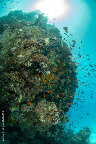 Fototapeta Naklejka Na Ścianę i Meble -  The edge of colorful shallow coral reef, surrounded by a shoal of a goldies (Pseudanthias squamipinnis), Marsa Alam, Egypt