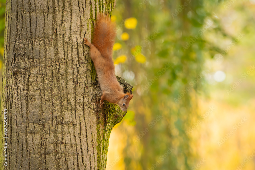 Fototapeta premium Wiewiórka
