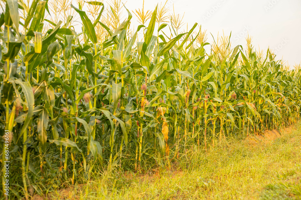 The green corn stalks are popping ears. The green corn stalks are popping ears.
