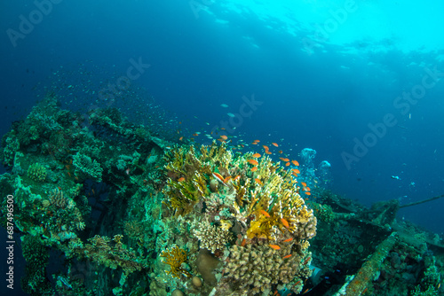 Beautiful hard corals surrounded by small colorful fishes covering the hull of the MV Salem Express shipwreck, Red Sea, Egypt © Krzysztof Bargiel