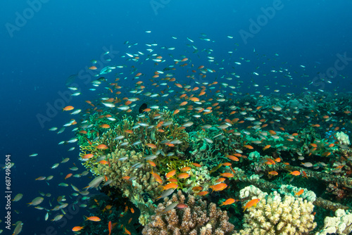Hard corals surrounded by small colorful fishes growing on the hull of the MV Salem Express shipwreck, Red Sea, Egypt
