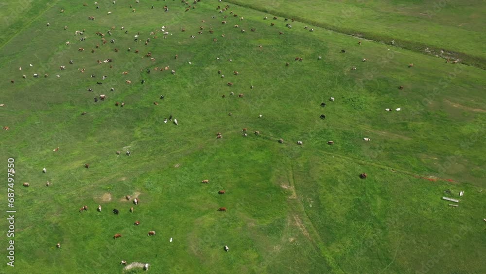 Aerial view of dairy farm cattle cow herd grazing in lush green meadow, drone pov Aerial view of dairy farm cattle cow herd grazing in lush green meadow, drone pov