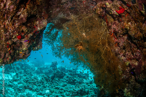 Colorful sheltered corner on the coral reef  bright  against the blue water  St Johns Reef  Marsa Alam  Egypt