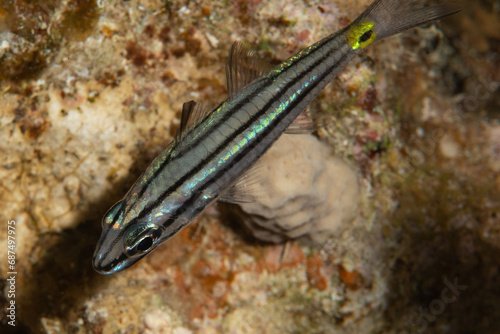 Five-lined cardinalfish (Cheilodipterus quinquelineatus) on the reefs of Red Sea, Egypt photo