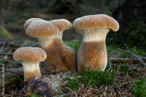 Tapinella atrotomentosa mushrooms in the forest. Mushroom also known as velvet roll-rim or velvet-footed pax.