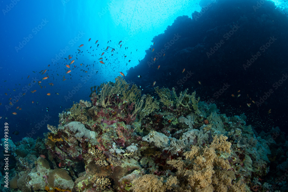 A view over the coral reef covered by multiple soft corals, St John´s Reef, Red Sea, Egypt 