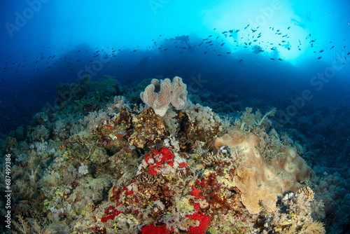 A great variety of soft corals and sponges covering the coral reef, surrounded by schools of smaller reef fishes, St John´s Reef, Red Sea, Egypt 