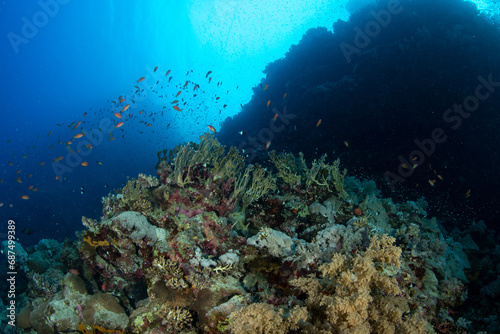 A view over the coral reef covered by multiple soft corals  St John  s Reef  Red Sea  Egypt 