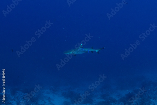A strange alience of a whitetip reef shark (Triaenodon obesus) and a Bluefin trevally (Caranx melampygus) together in blue above the coral reef, St Johns, Red Sea, Egypt