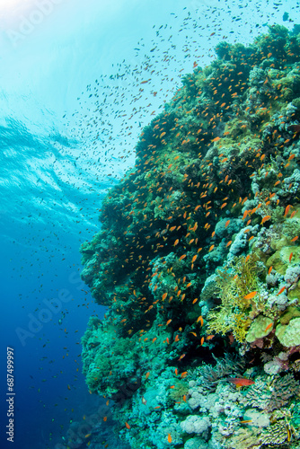 A coral reef covered by a variety of soft and hard corals under a shoal of sea goldie, against the sun, Marsa Alam, Egypt