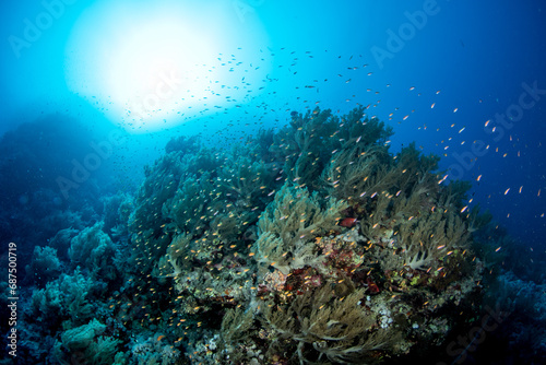 Fototapeta Naklejka Na Ścianę i Meble -  Coral reef covered by multiple soft corals, surrounded by shoals of small colourful fishes, against the sun, St John´s Reef, Red Sea, Egypt 