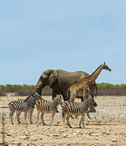 Portrait View of an Elephant  herd of zebra and a giraffe standing together on the African savannah