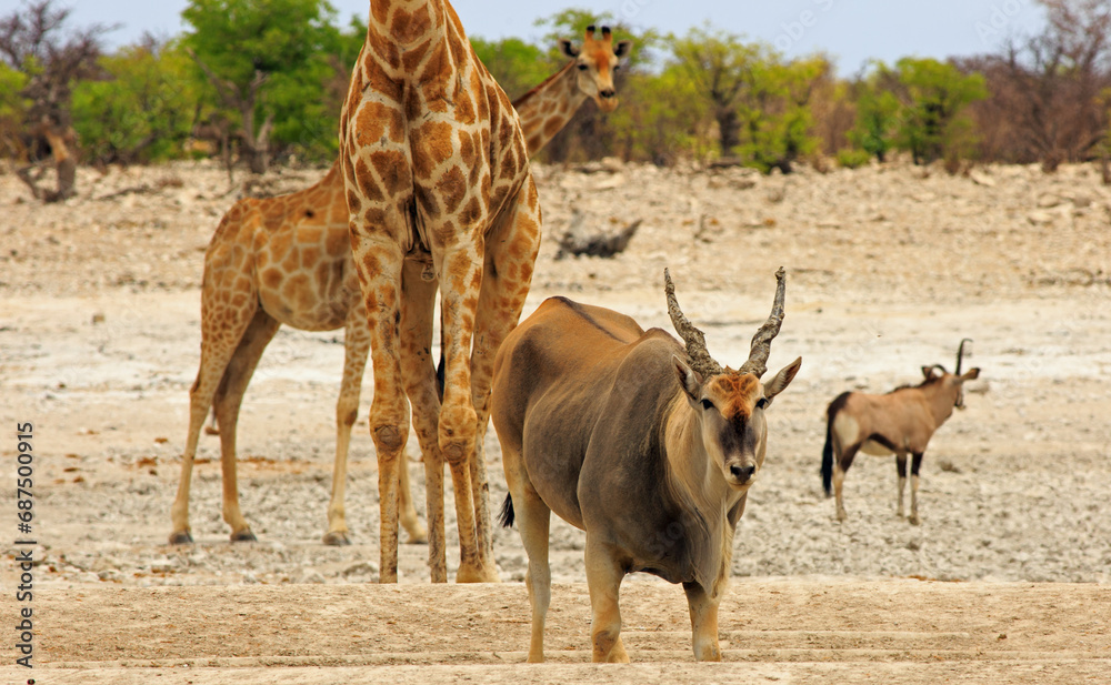 A large Eland stands looking into camera with Giraffe in the background A large Eland stands looking into camera with Giraffe in the background